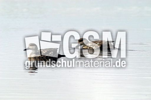 Patagonische Schopfente (3 von 5).jpg